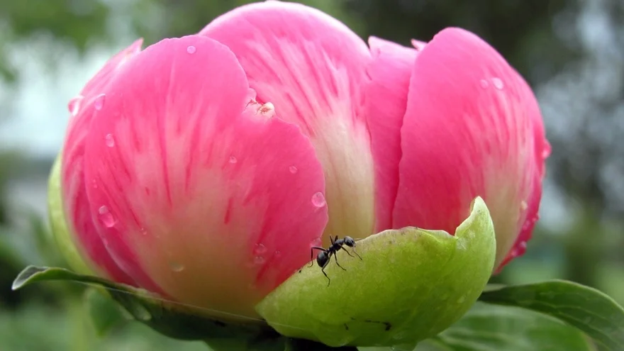 Fourmis_990.jpg