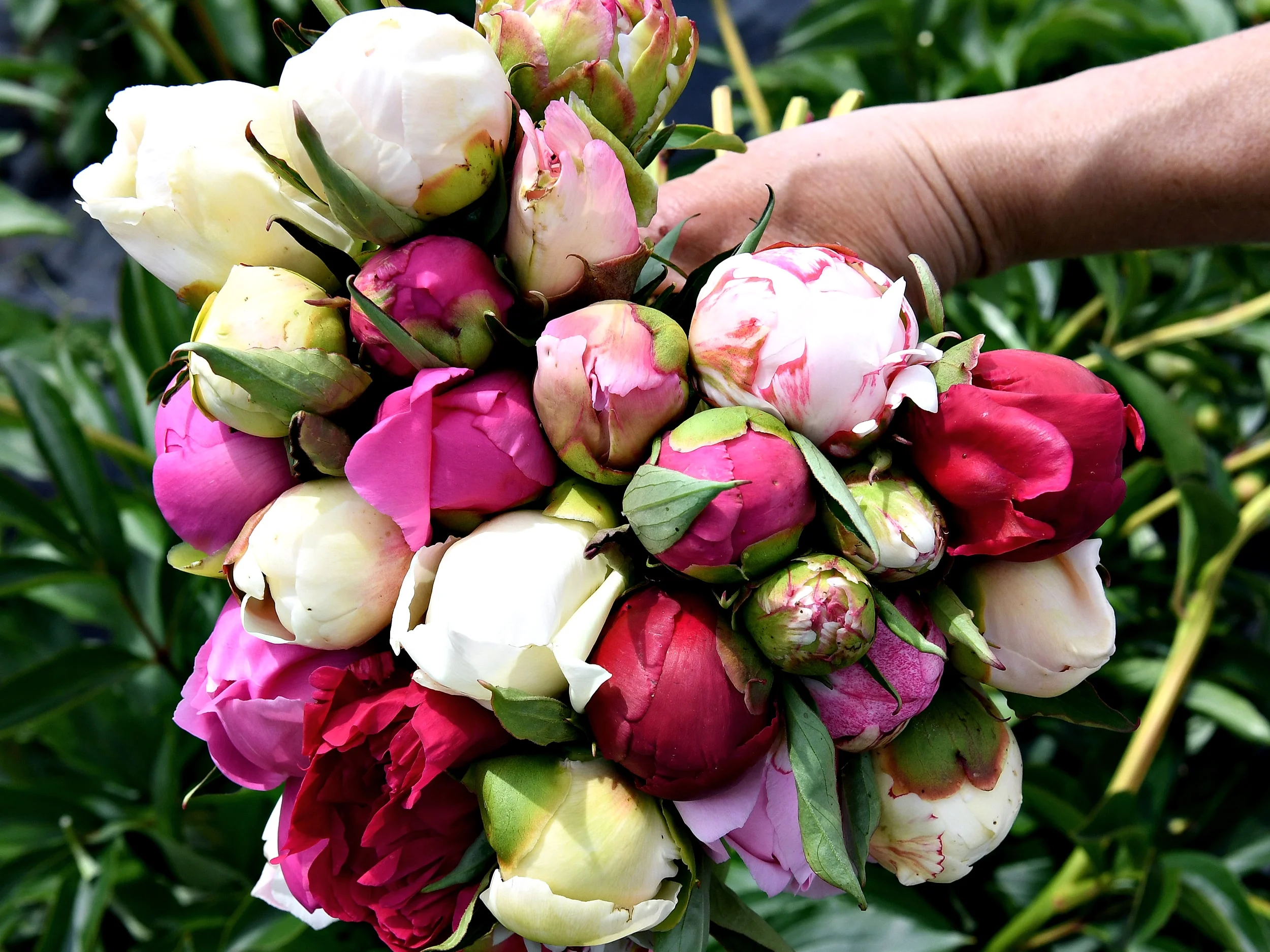 0627_MAI_Pivoines_23.jpg
