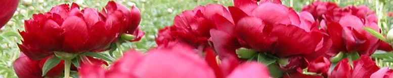 background_2012Redcharm.jpg