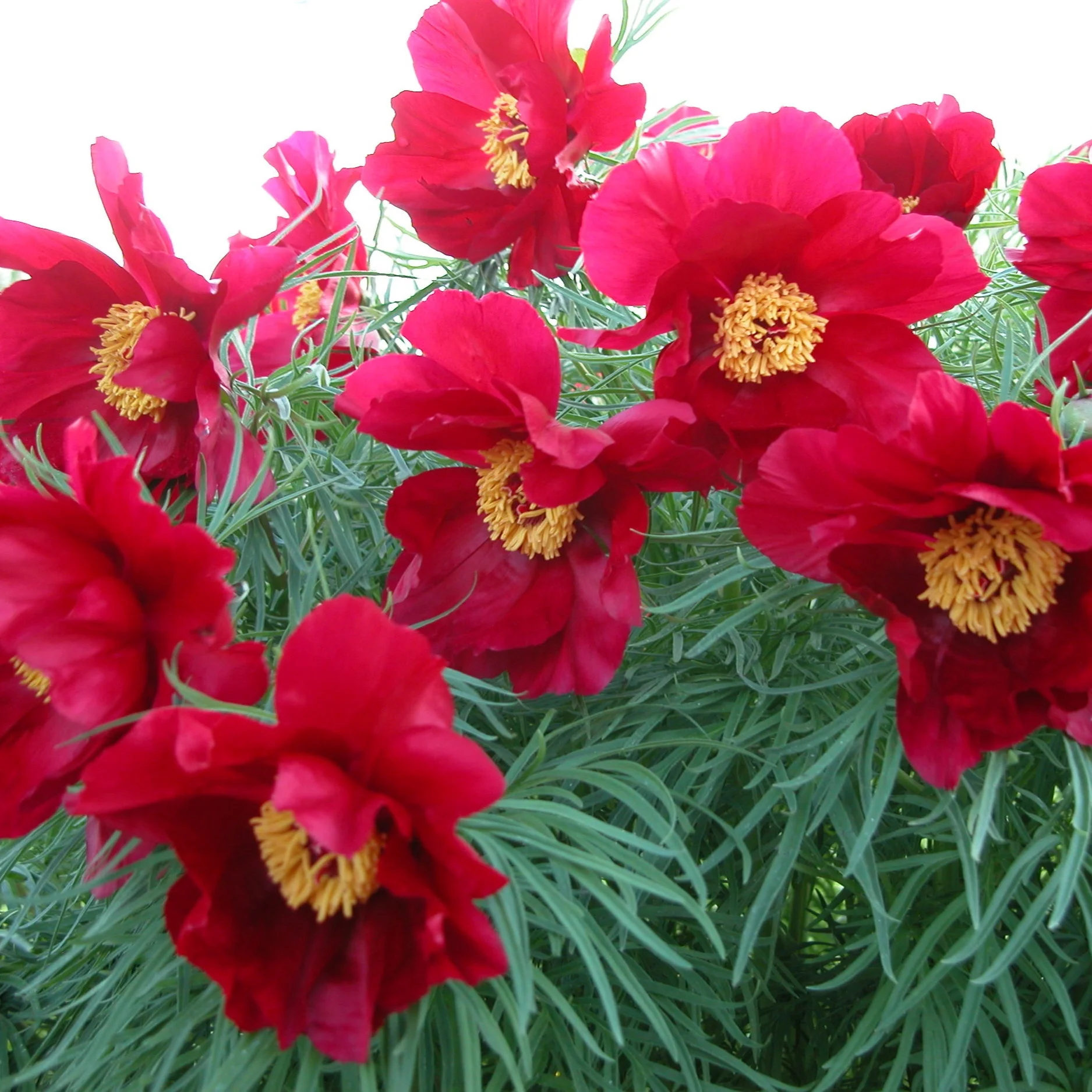 DSCN0009.jpg