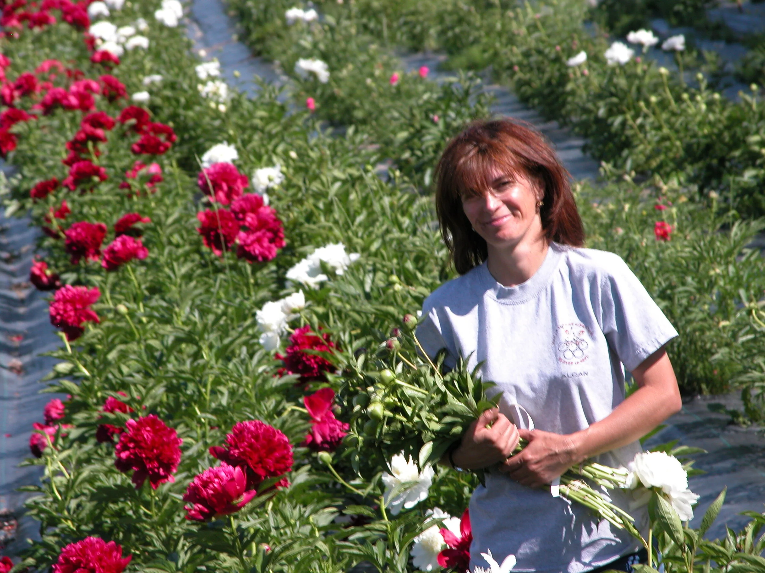 Pivoines Capano Fete Ses Ans Pivoines Capano