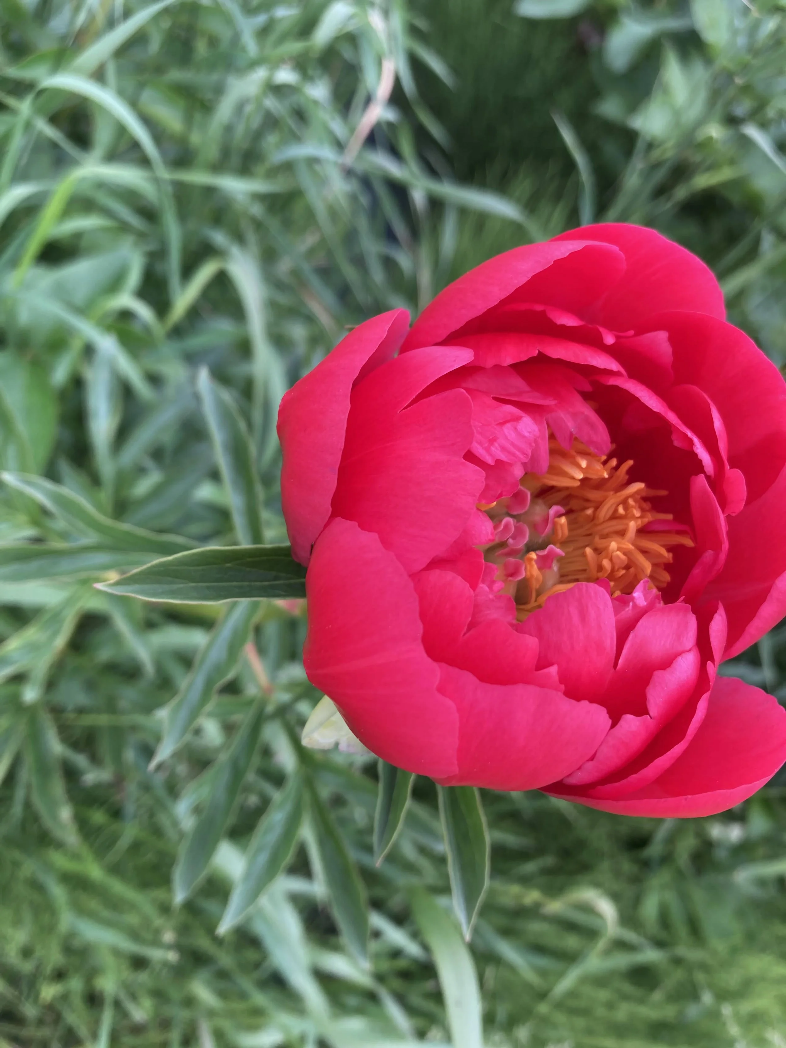 Raspberry Charm 2024.jpg