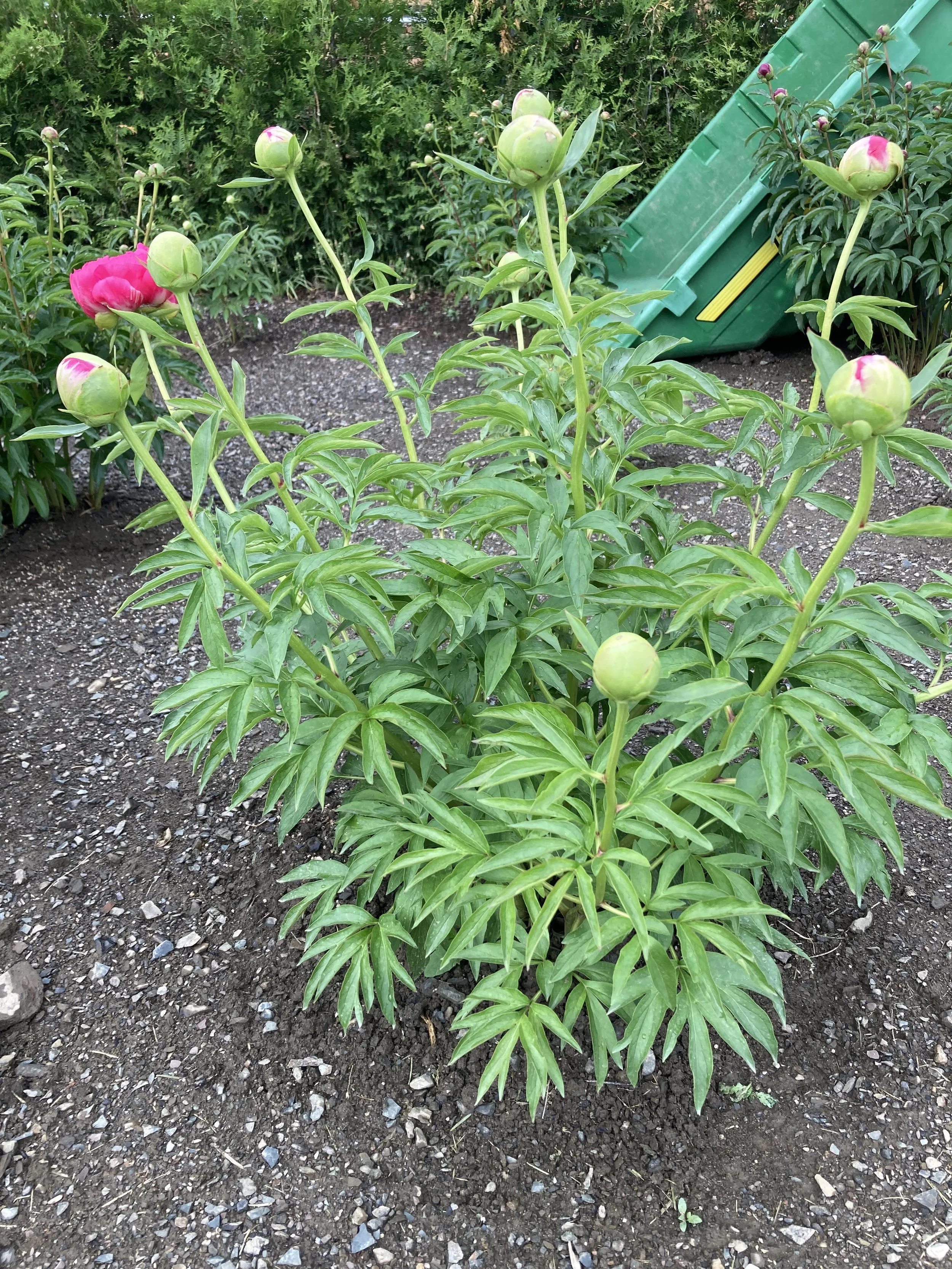 Raspberry Charm plant.jpg