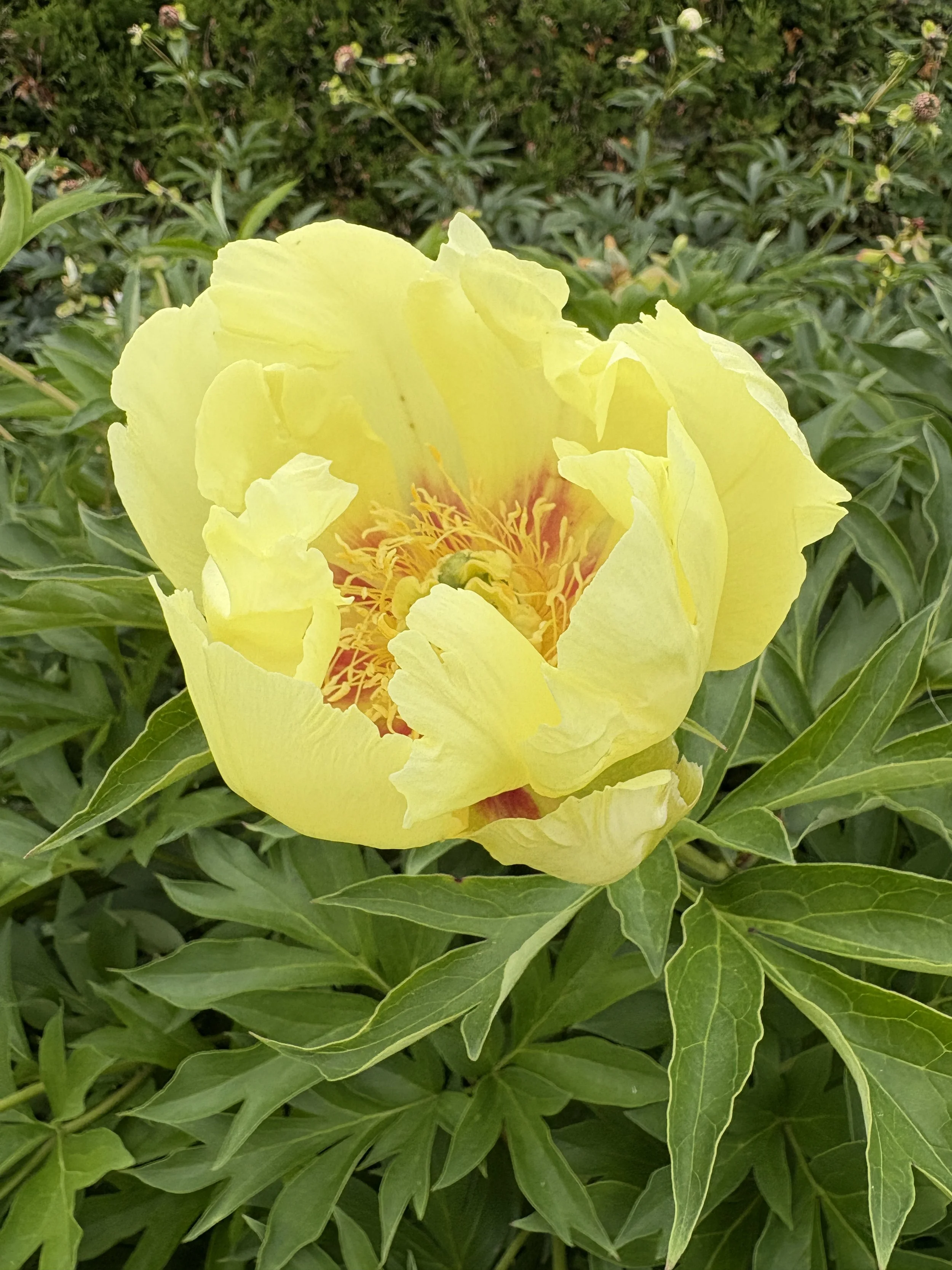 Going bananas fleur.JPG