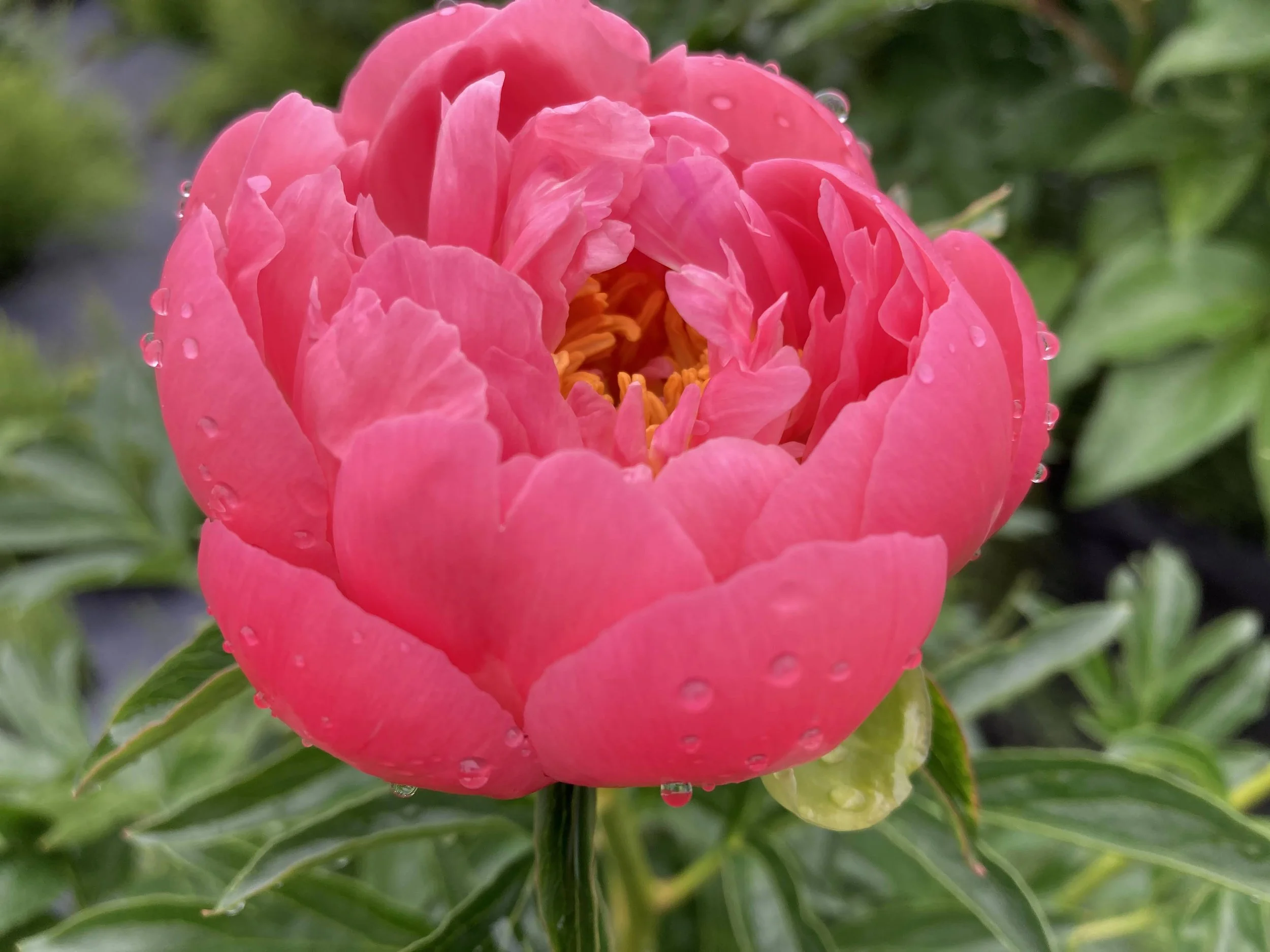 Pink Hawaiian Coral.jpg