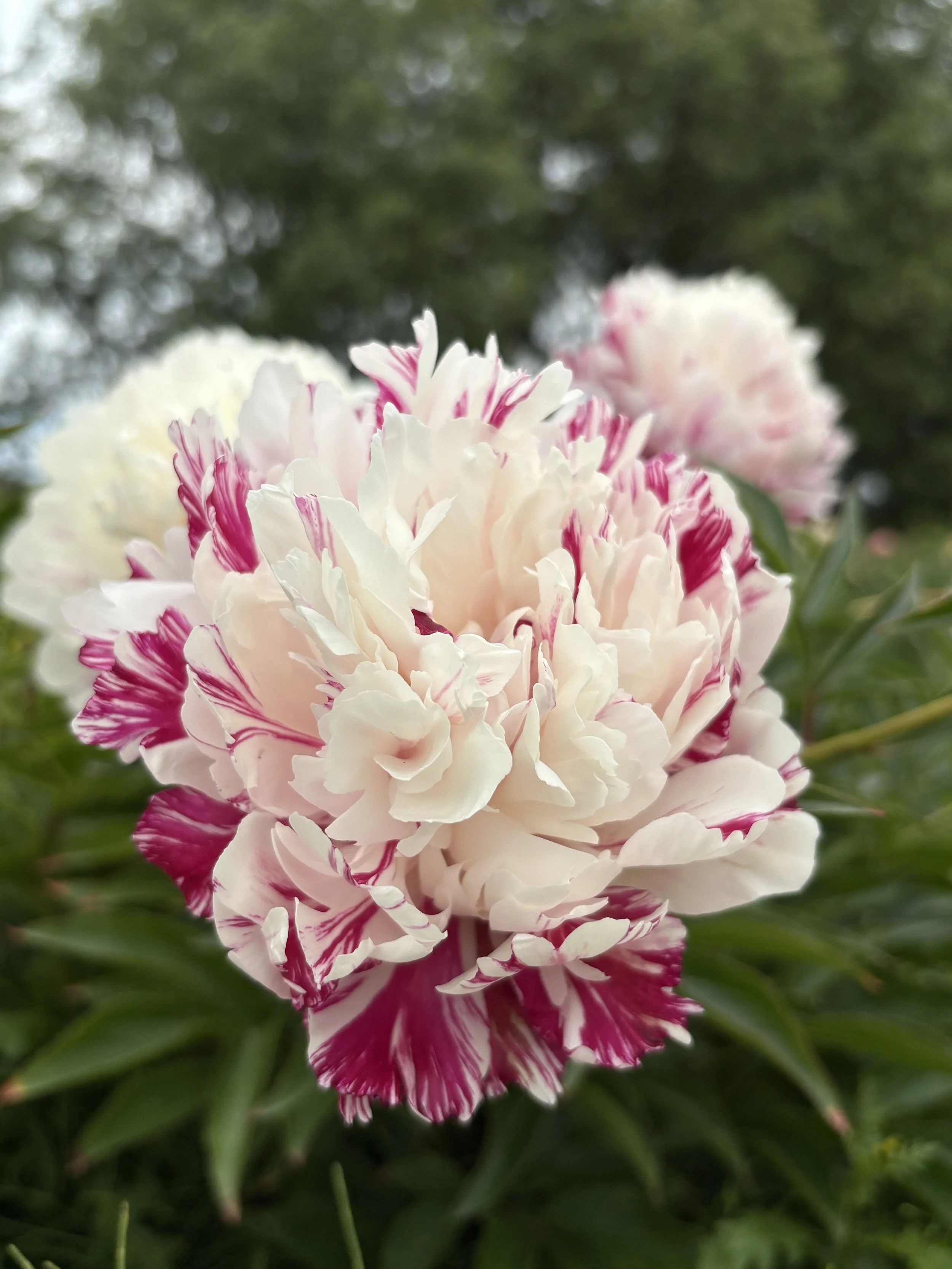 Candy Stripe_2025.JPG