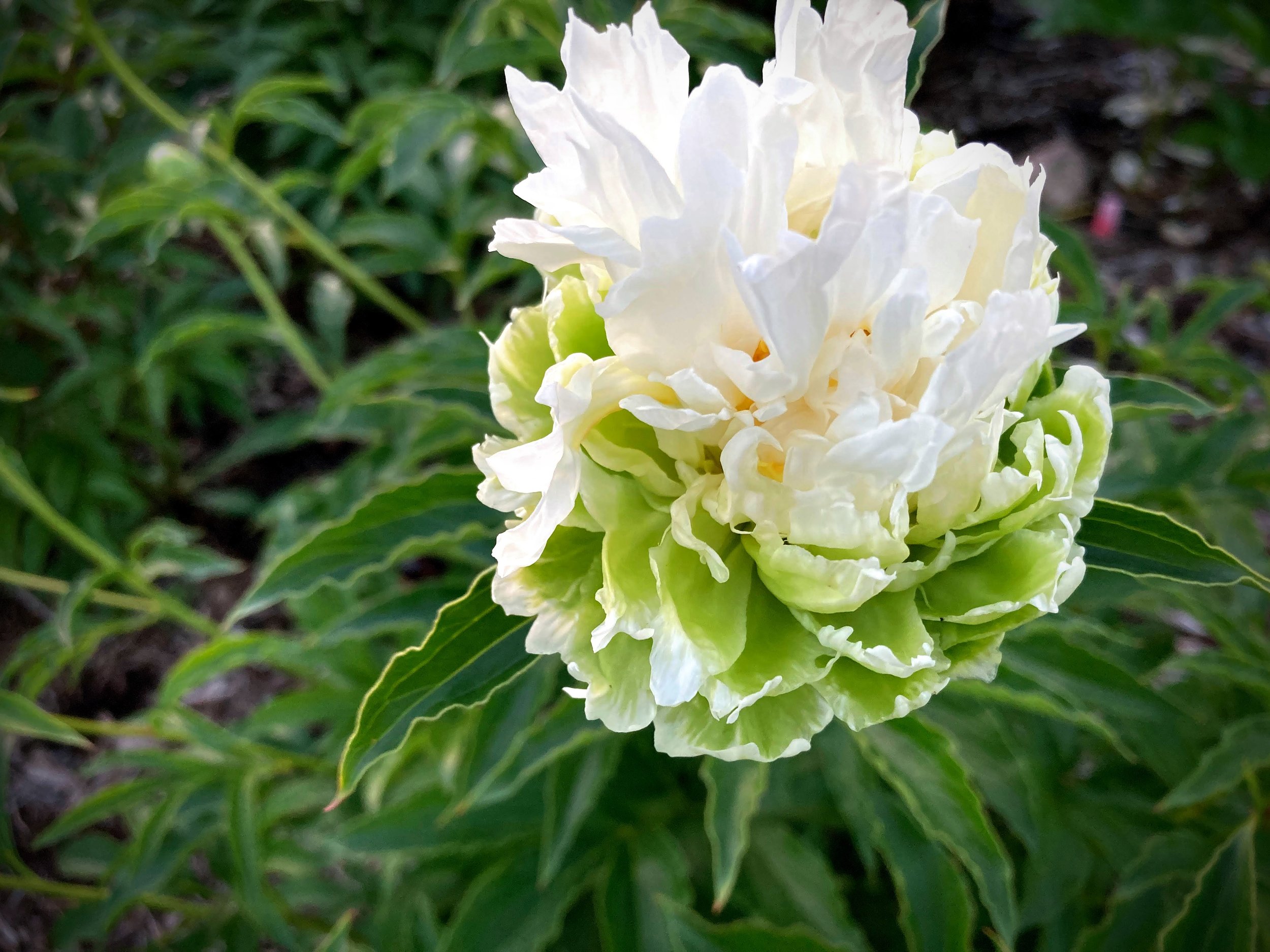Green Halo_Pivoines Capano.jpg