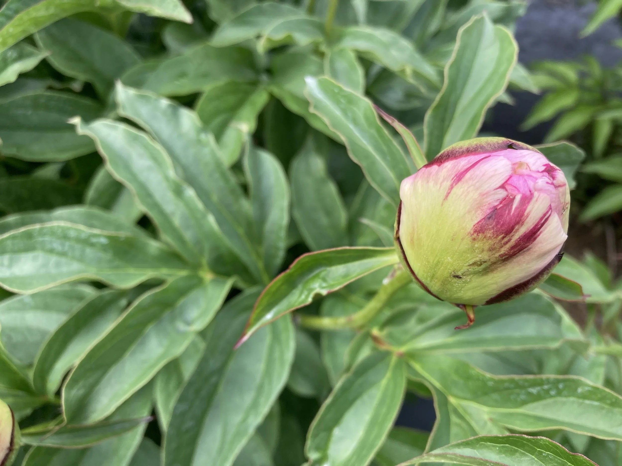 Petite Elegance bouton.jpg