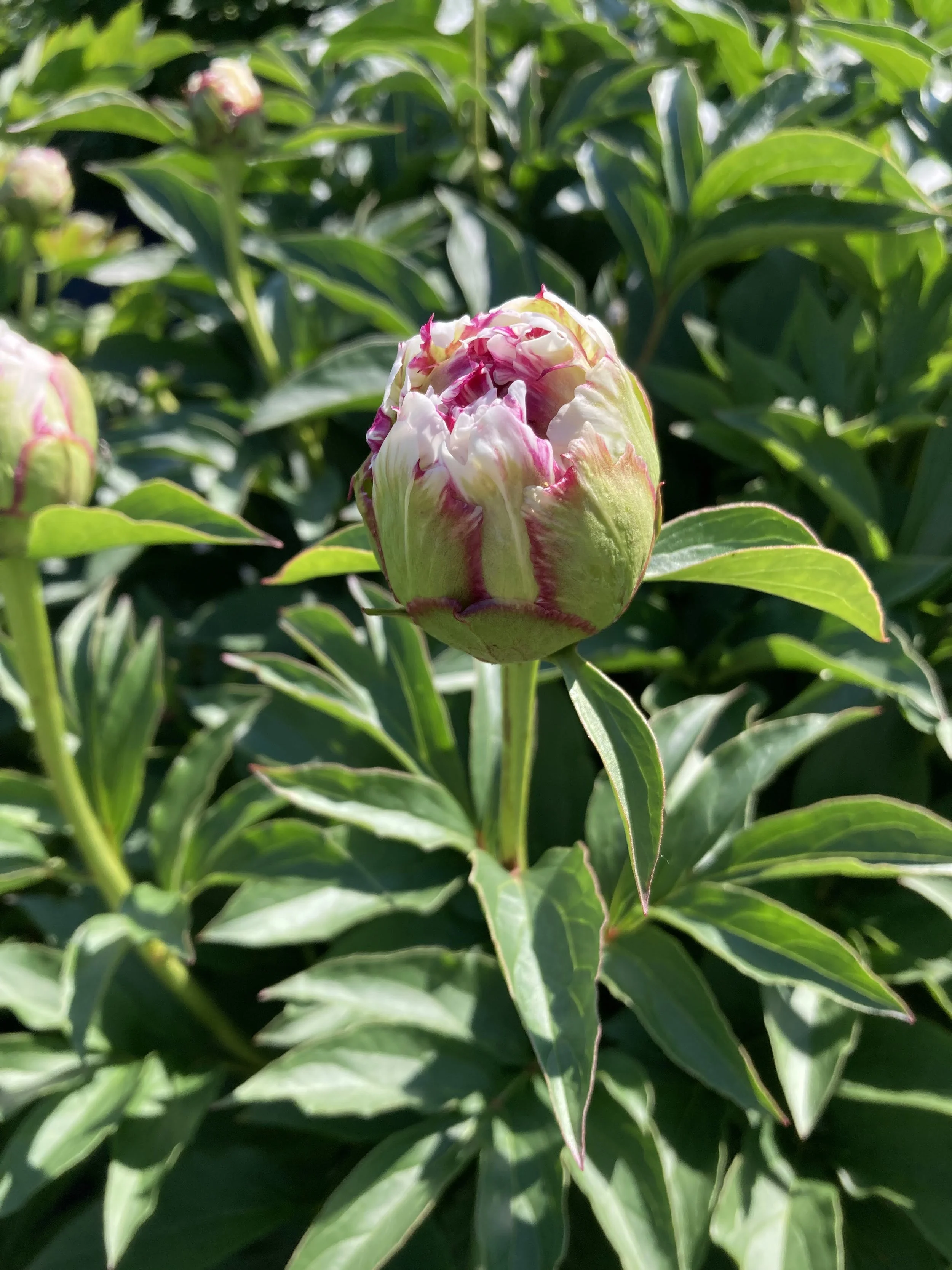 Peppermint patti bouton.jpg