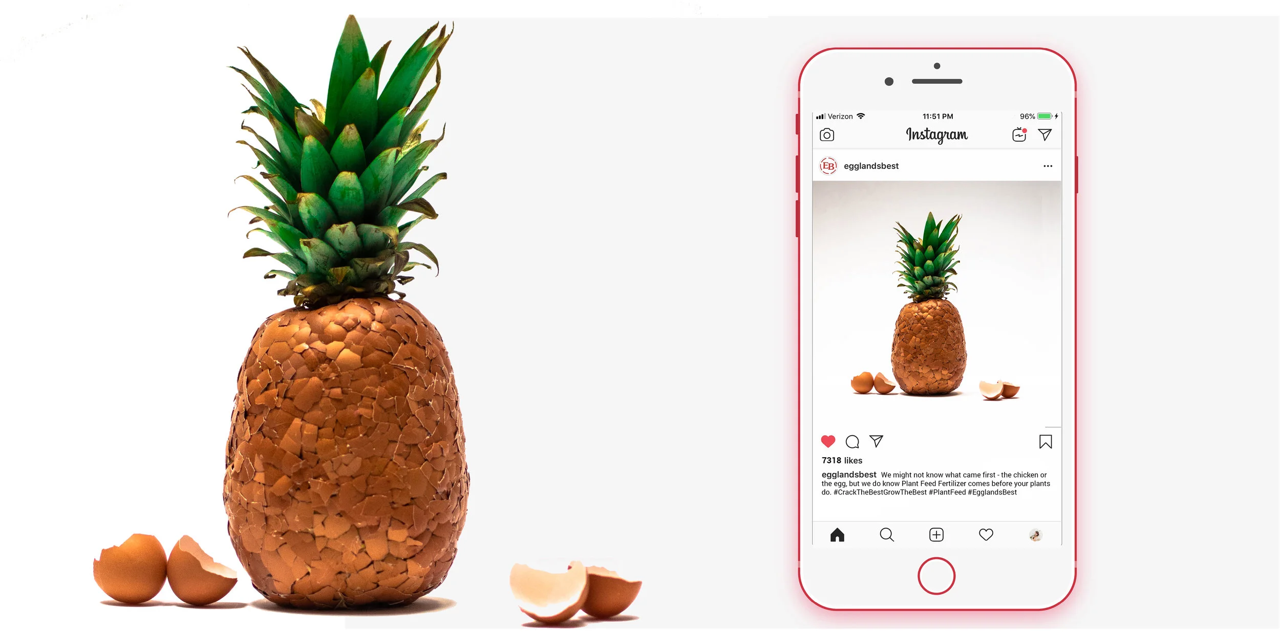PineApple 2.jpg