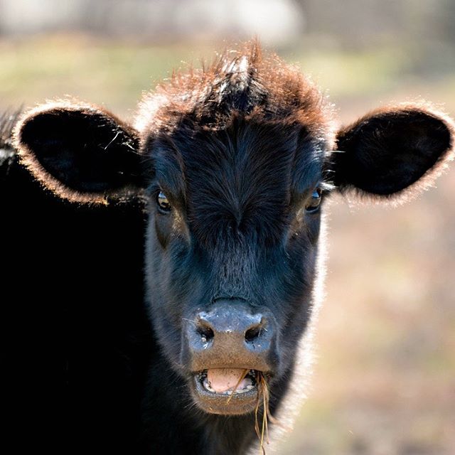 @jennwoodcock is the winner of my giveaway! Jennifer is owner of @holycowleather, a local handmade leather business. I absolutely love her leather earrings and purses! Go check her out!

THANK YOU to everyone who entered and be sure to look out for m