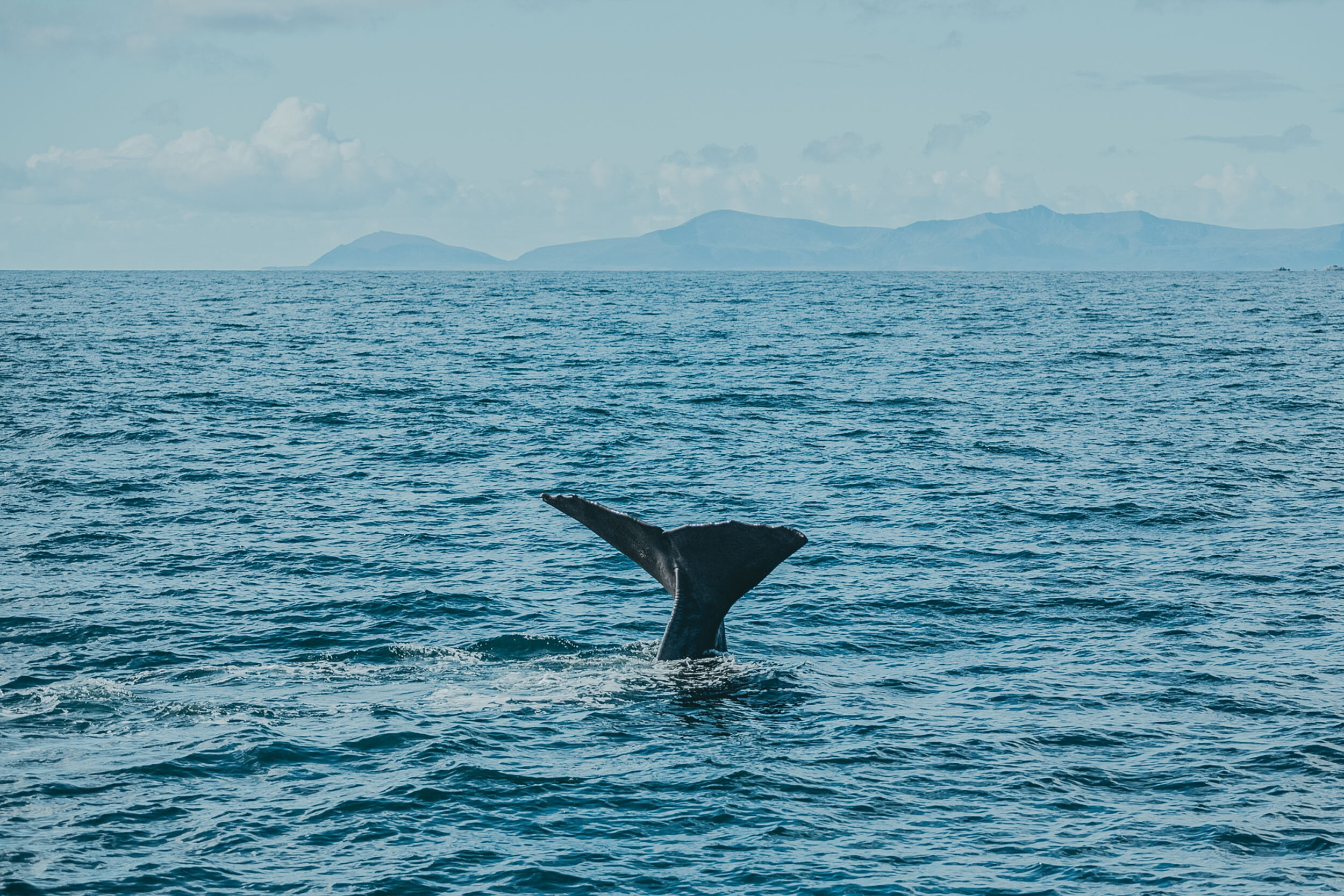 Duen-Experience-Northern-Norway-Wildlife-Excursion-Safar-whale-orca-minke-03.jpg