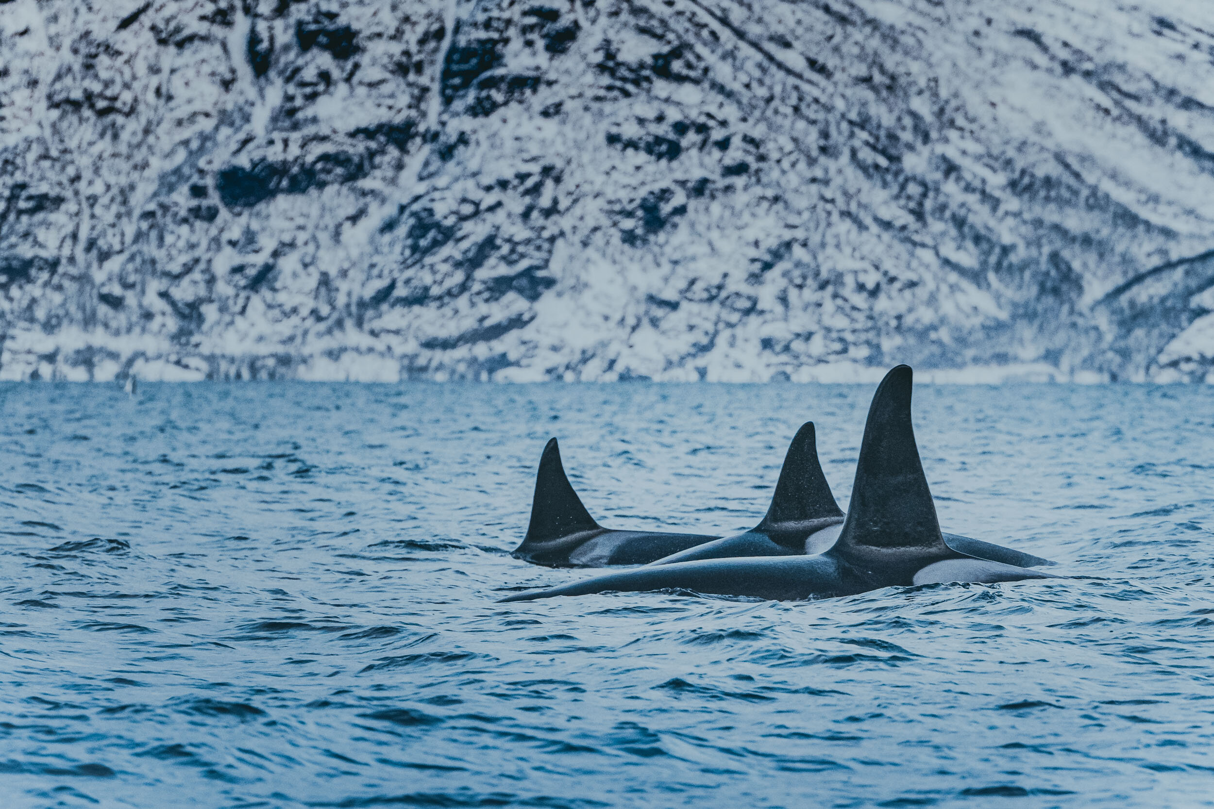 Duen-Experience-Northern-Norway-Wildlife-Excursion-Safar-whale-orca-minke-10.jpg