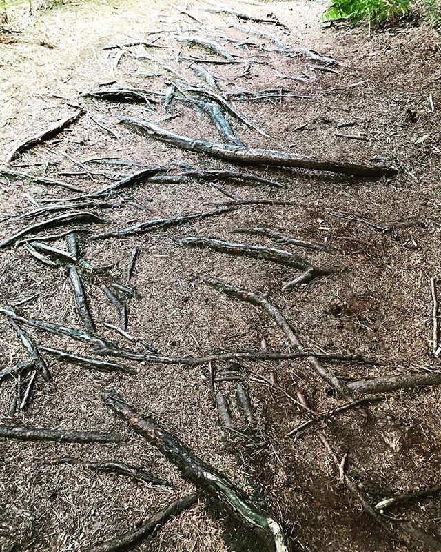 Well you did ask for roots..... This section is after a nice forest singletrack start before you enter a downhill section including some switchback loam.... Enjoy!

#swinduro #swinleyforest #swinleylife