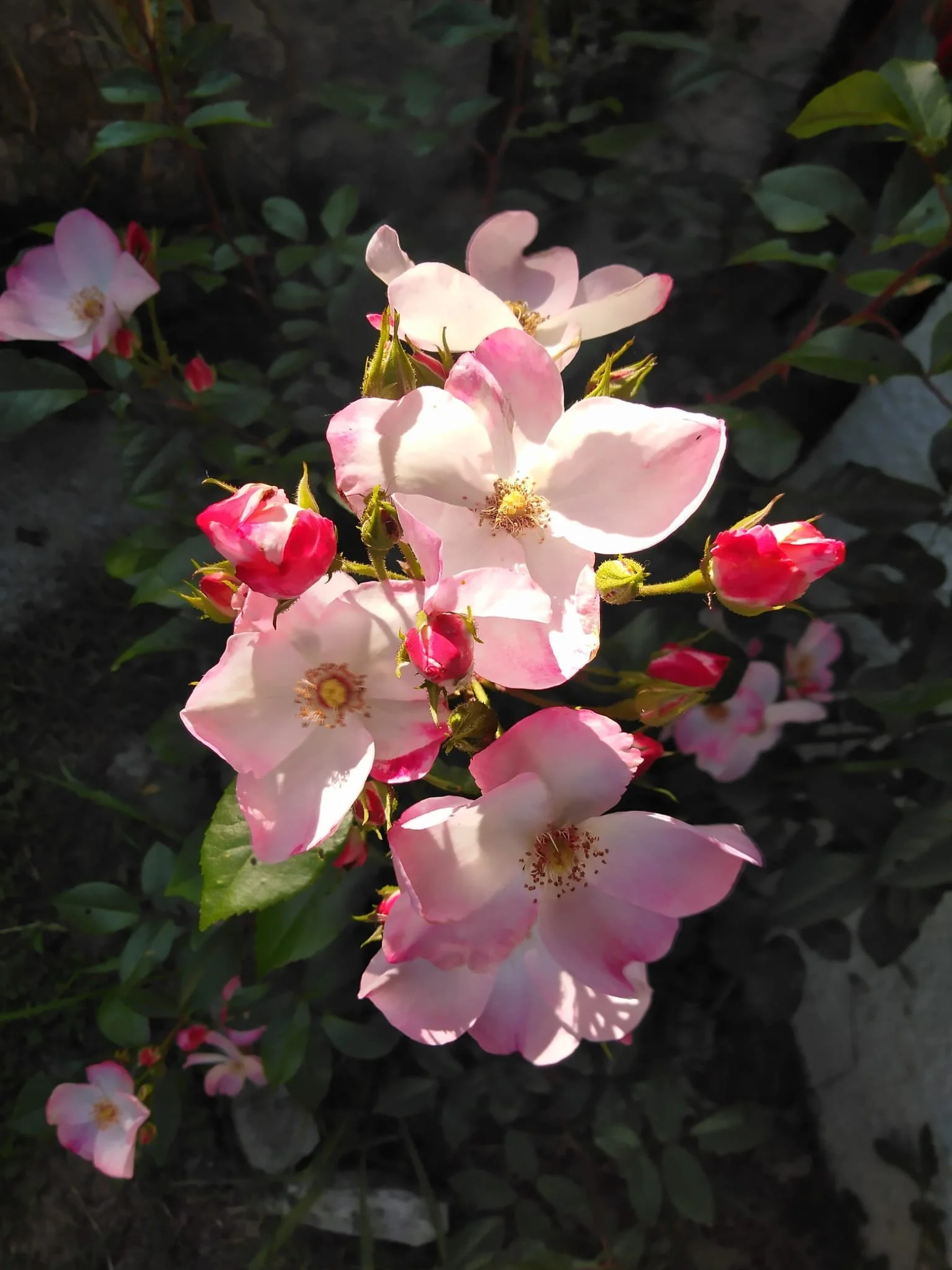 À la découverte du pouvoir de guérison des roses (2ème édition)