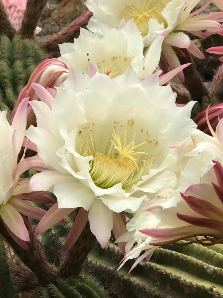 Se renforcer grâce à l'énergie des cactus (1ère édition)