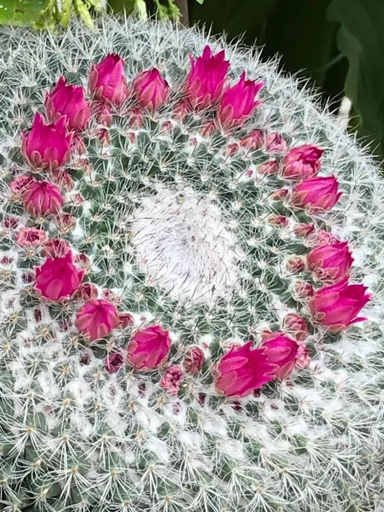 Se renforcer grâce à l'énergie des cactus (2ème édition)