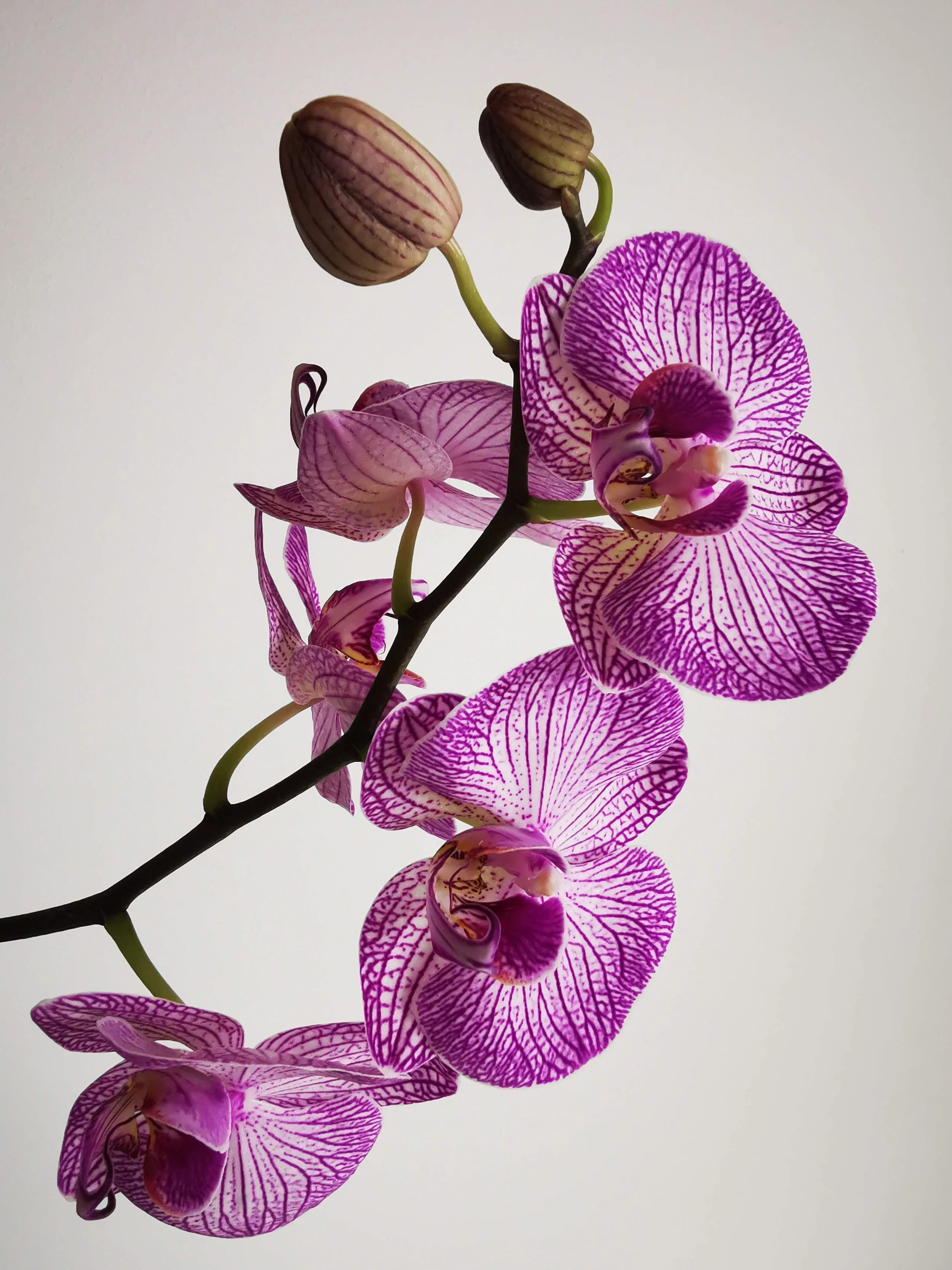S'ouvrir à de plus hautes vibrations avec les orchidées