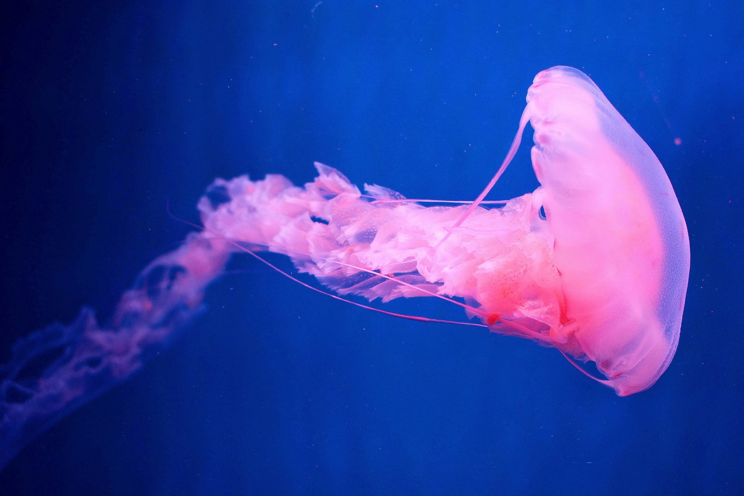 Les vibrations cristallines des animaux de l'océan