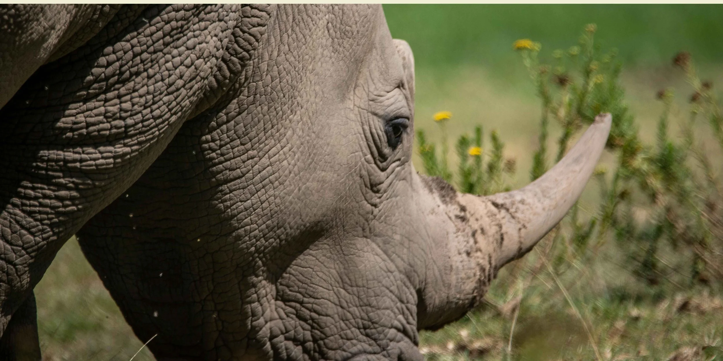 Genève - Une journée pour se reconnecter au vivant avec Andreas Korte, pionnier des élixirs vibratoires.