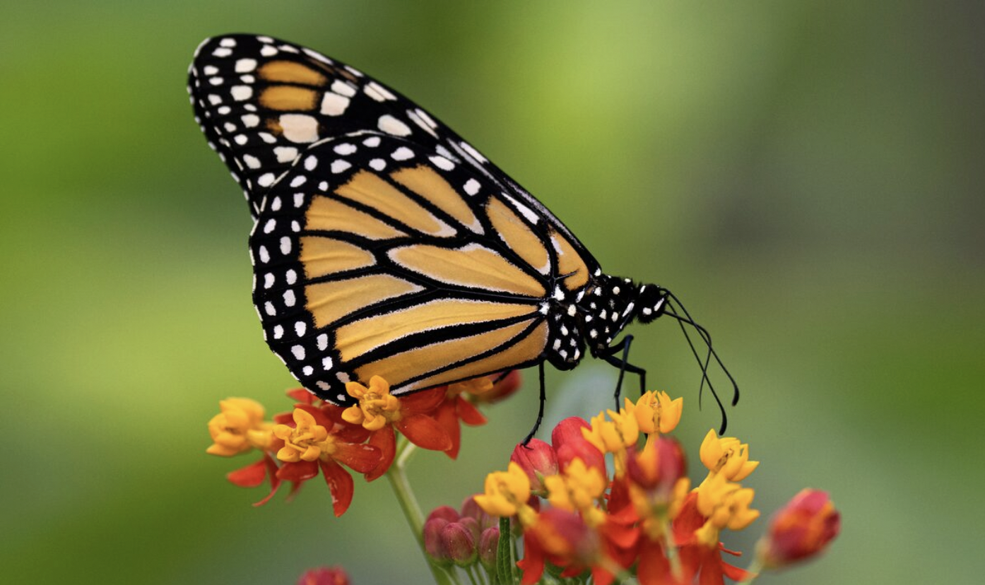 The Globe and Mail - The distance to our desires: On butterflies, Argentina and personal metamorphosis