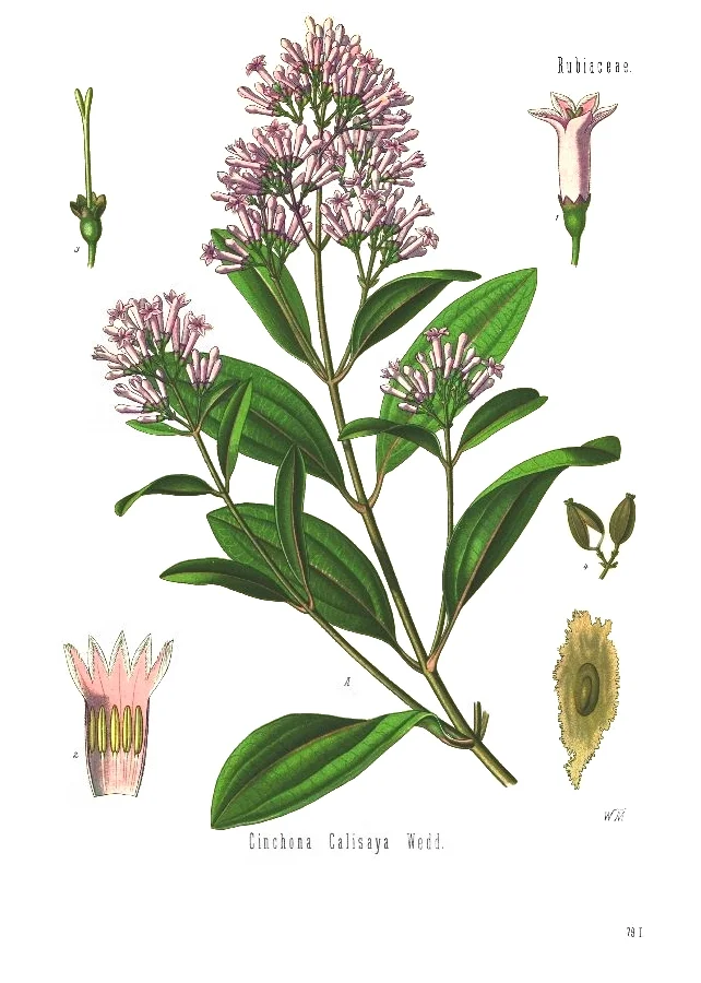 cinchona_calisaya_-_kc3a3c2b6hlerc3a2c280c293s_medizinal-pflanzen-179.jpg