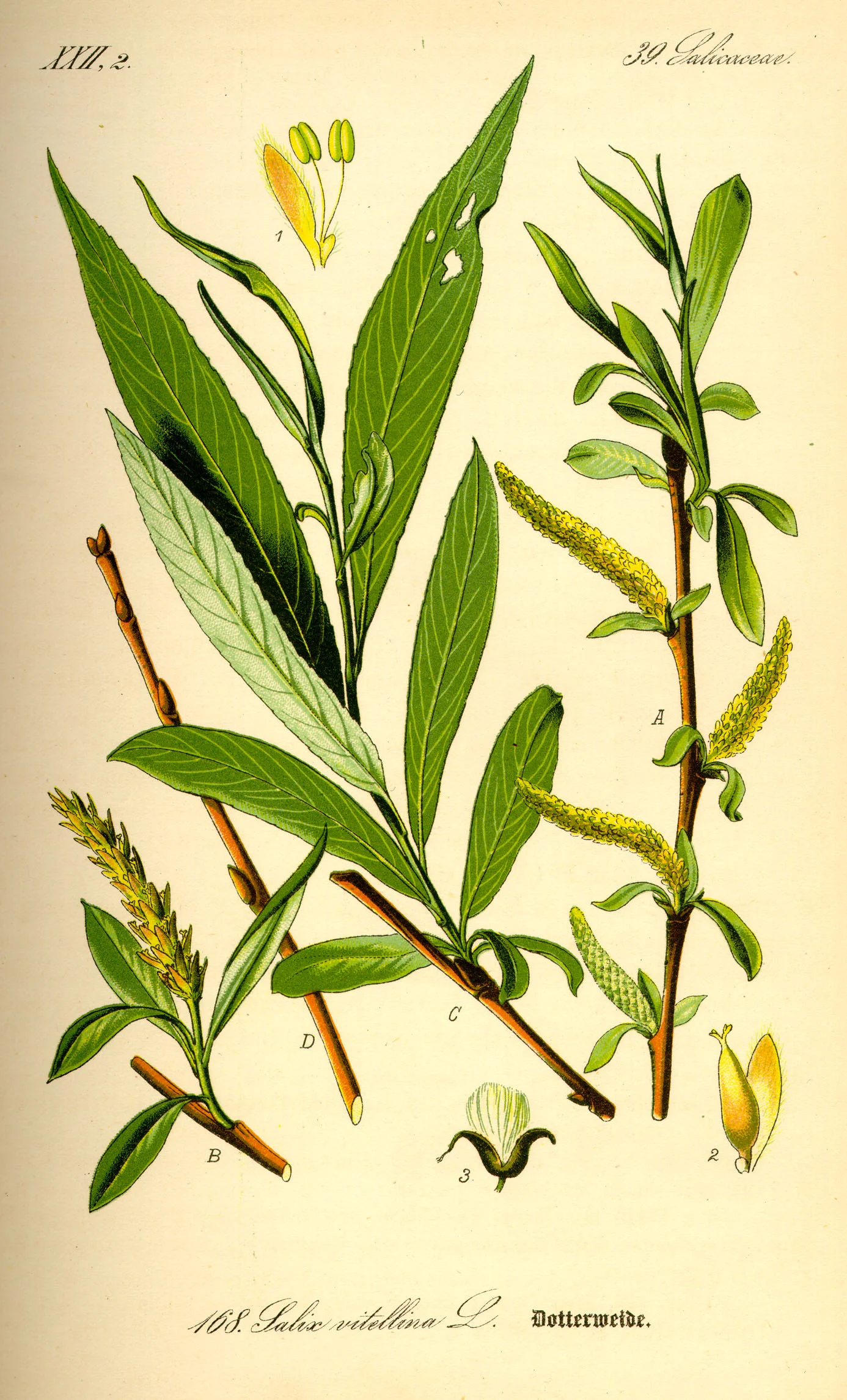 illustration_salix_alba0.jpg