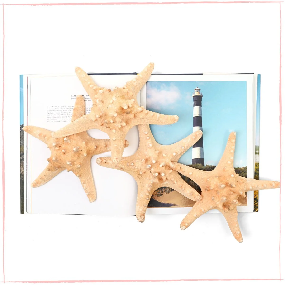 Vintage Dried Starfish