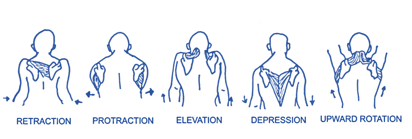 Scapular Movement 2.png
