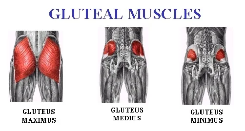 Glute Anatomy.jpg