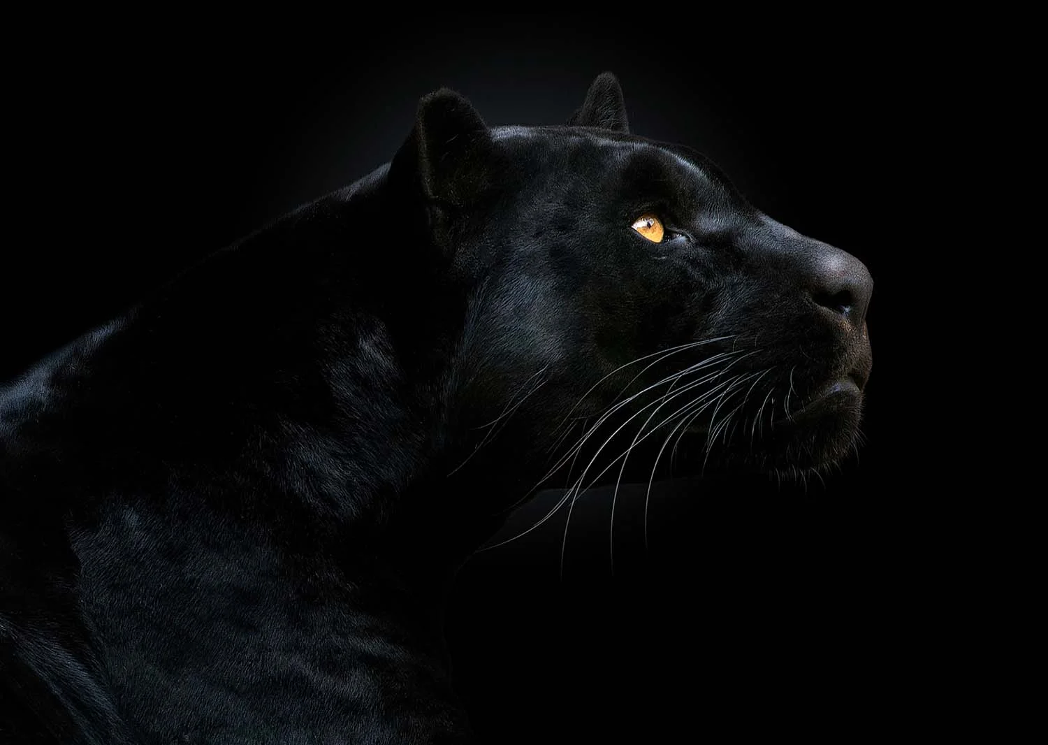 5-Son_Of_The_Night-2958.jpg