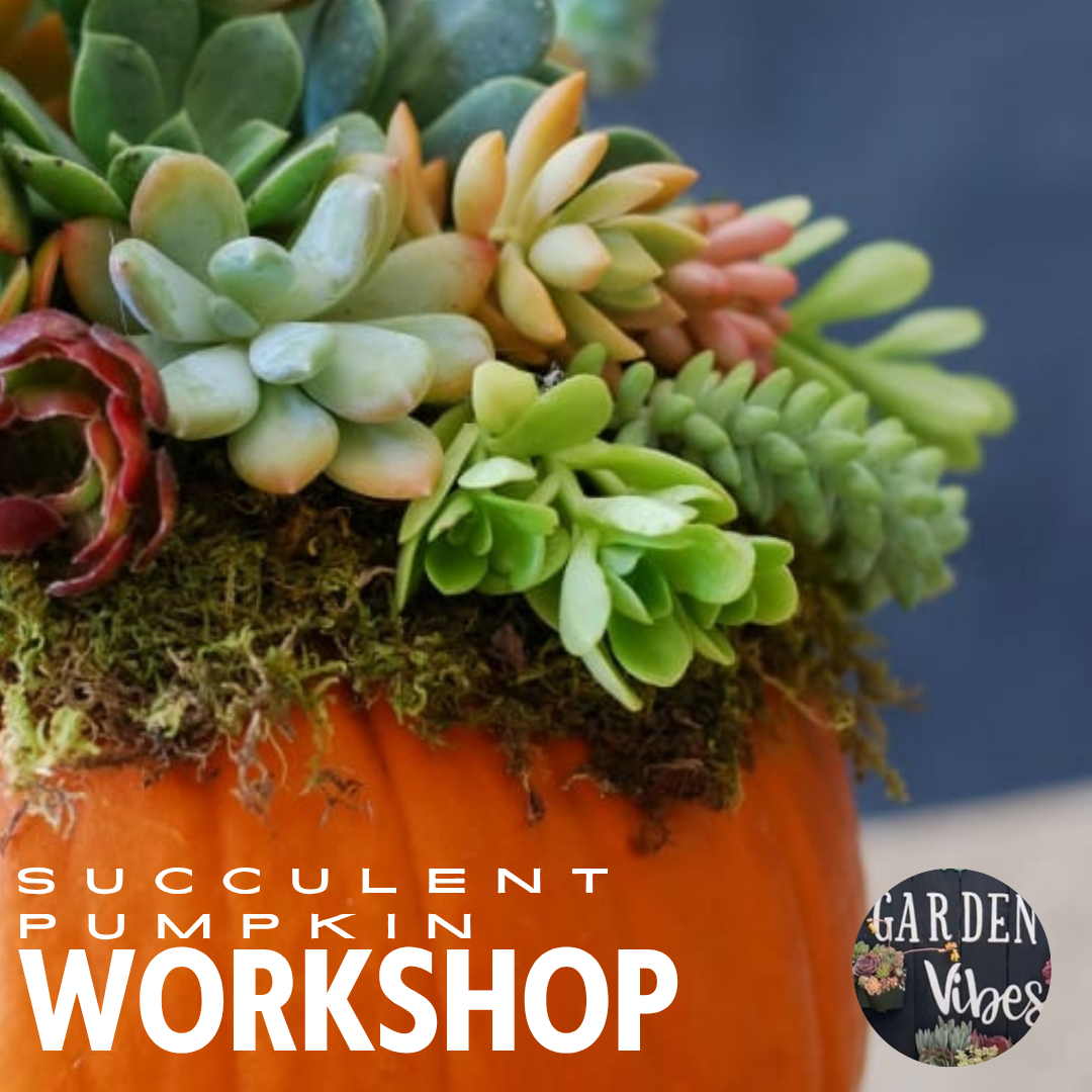 SEPT 29 6-8PM PAINT + SIP: GARDEN VIBE'S BACKYARD NURSERY