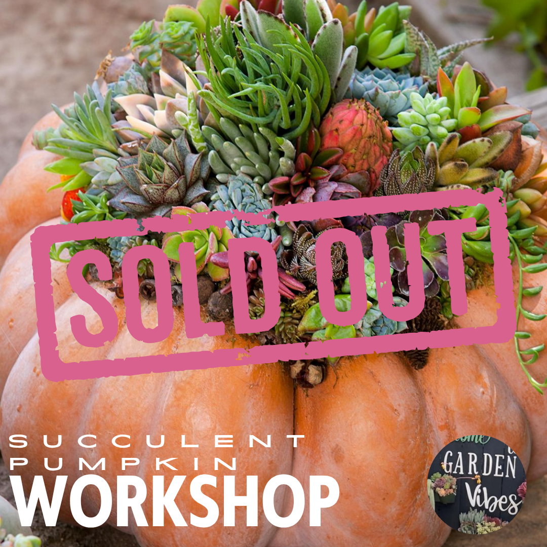 SEPT 29 6-8PM PAINT + SIP: GARDEN VIBE'S BACKYARD NURSERY
