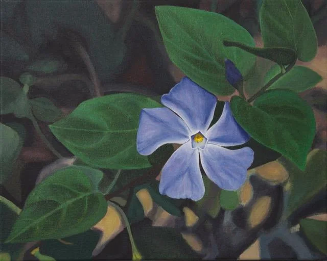 Vinca