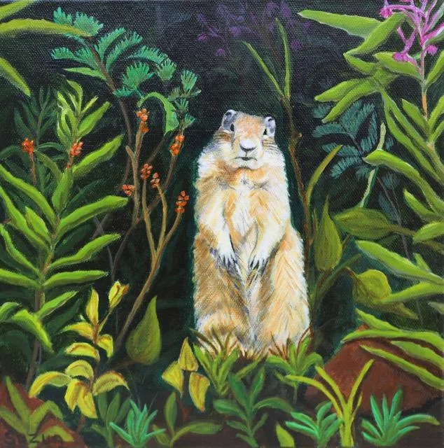 Columbian Ground Squirrel