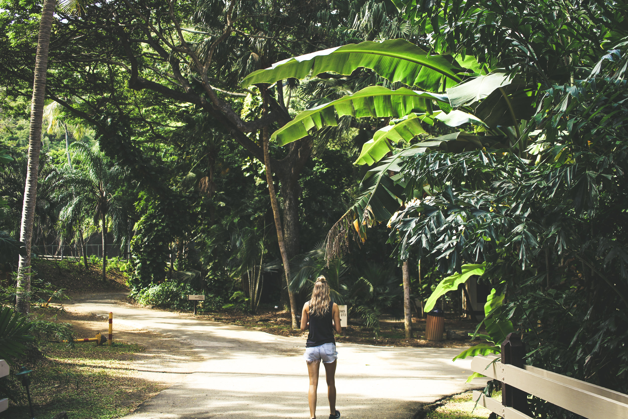 Carambola-1.jpg