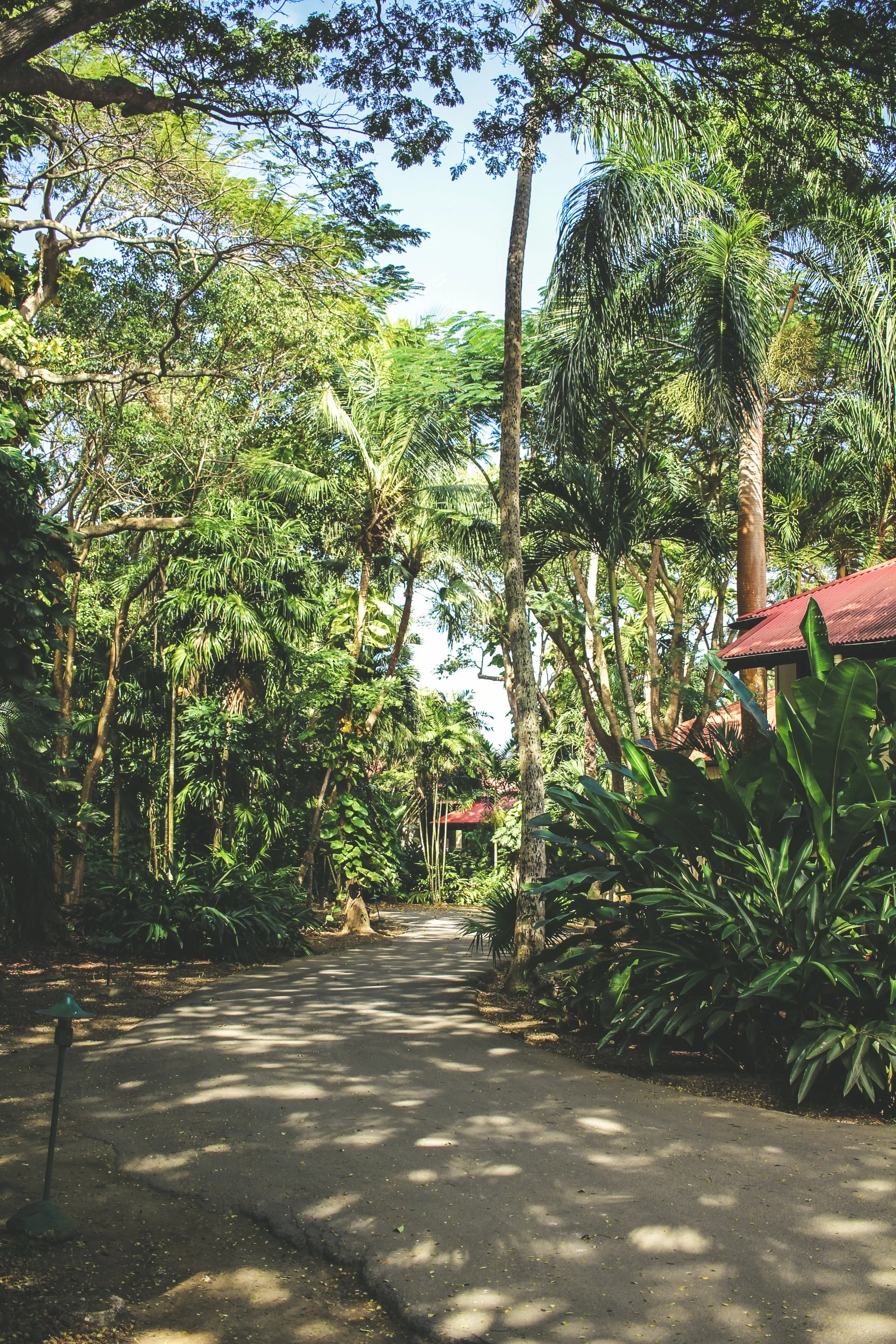 Carambola-2.jpg