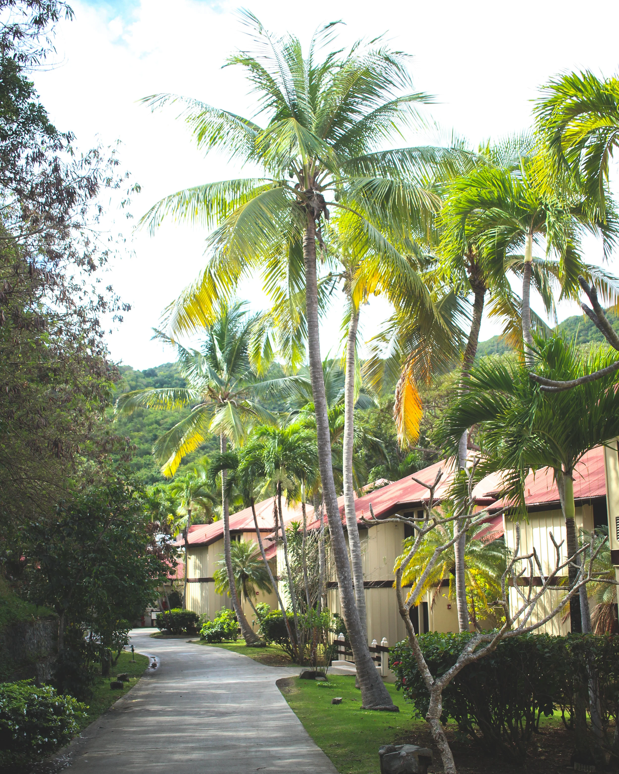 Carambola-60.jpg