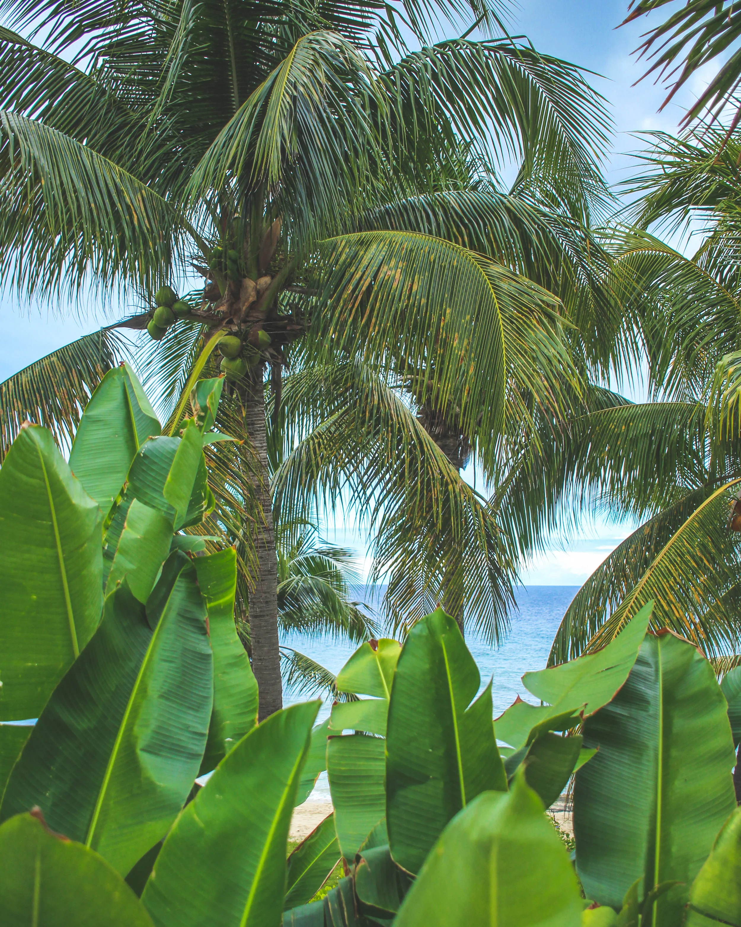 Carambola-62.jpg