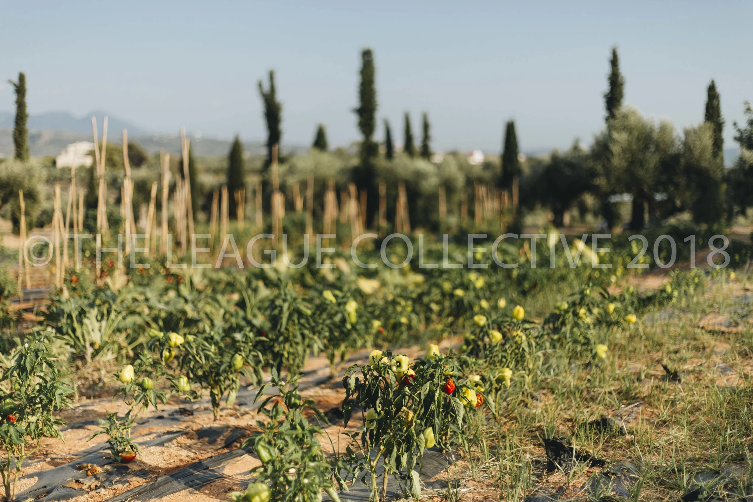 The League Co x COSTA NAVARINO-13.jpg