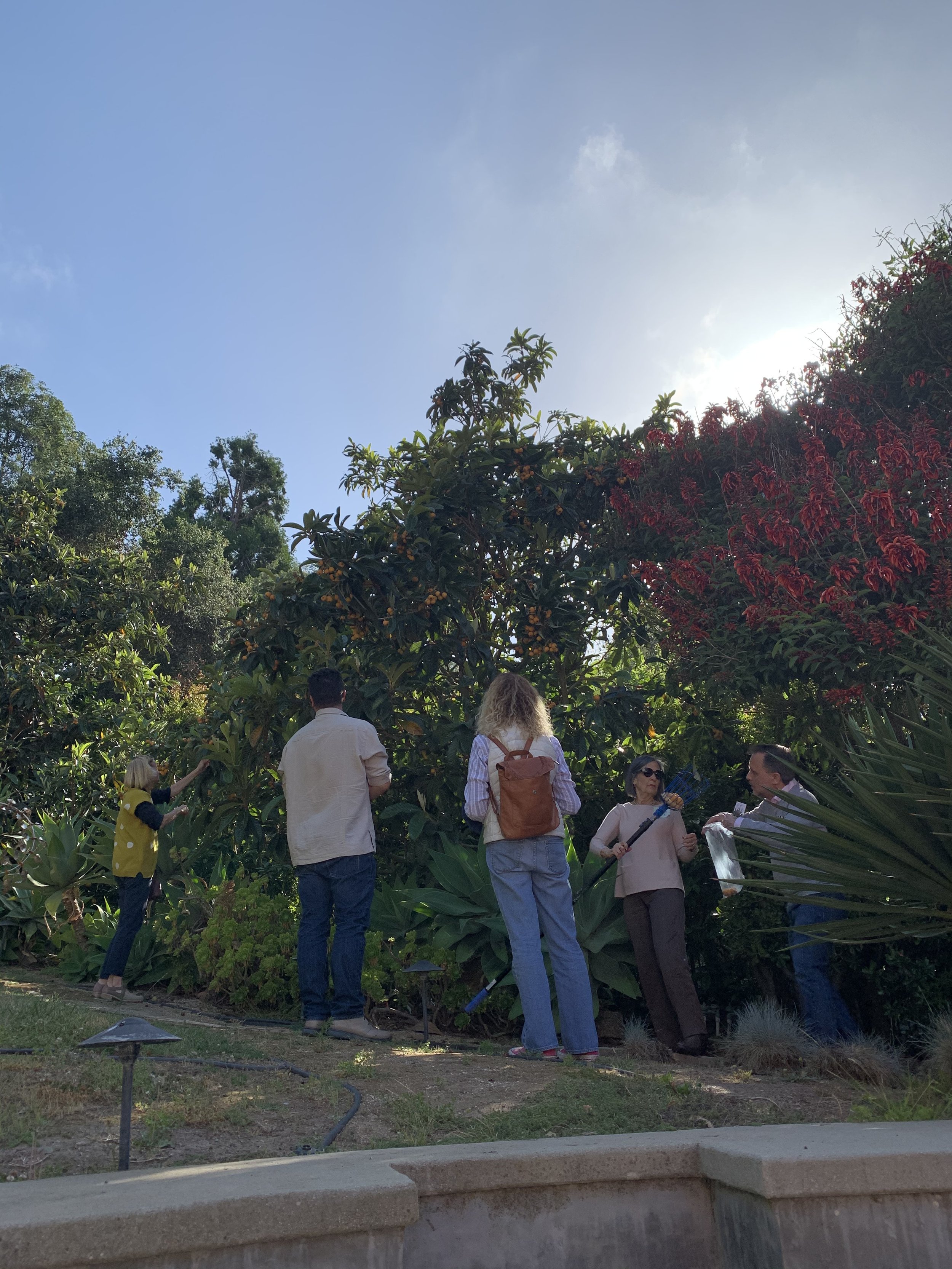  picking loquats at the 2022 Supervisor Thank You Event 