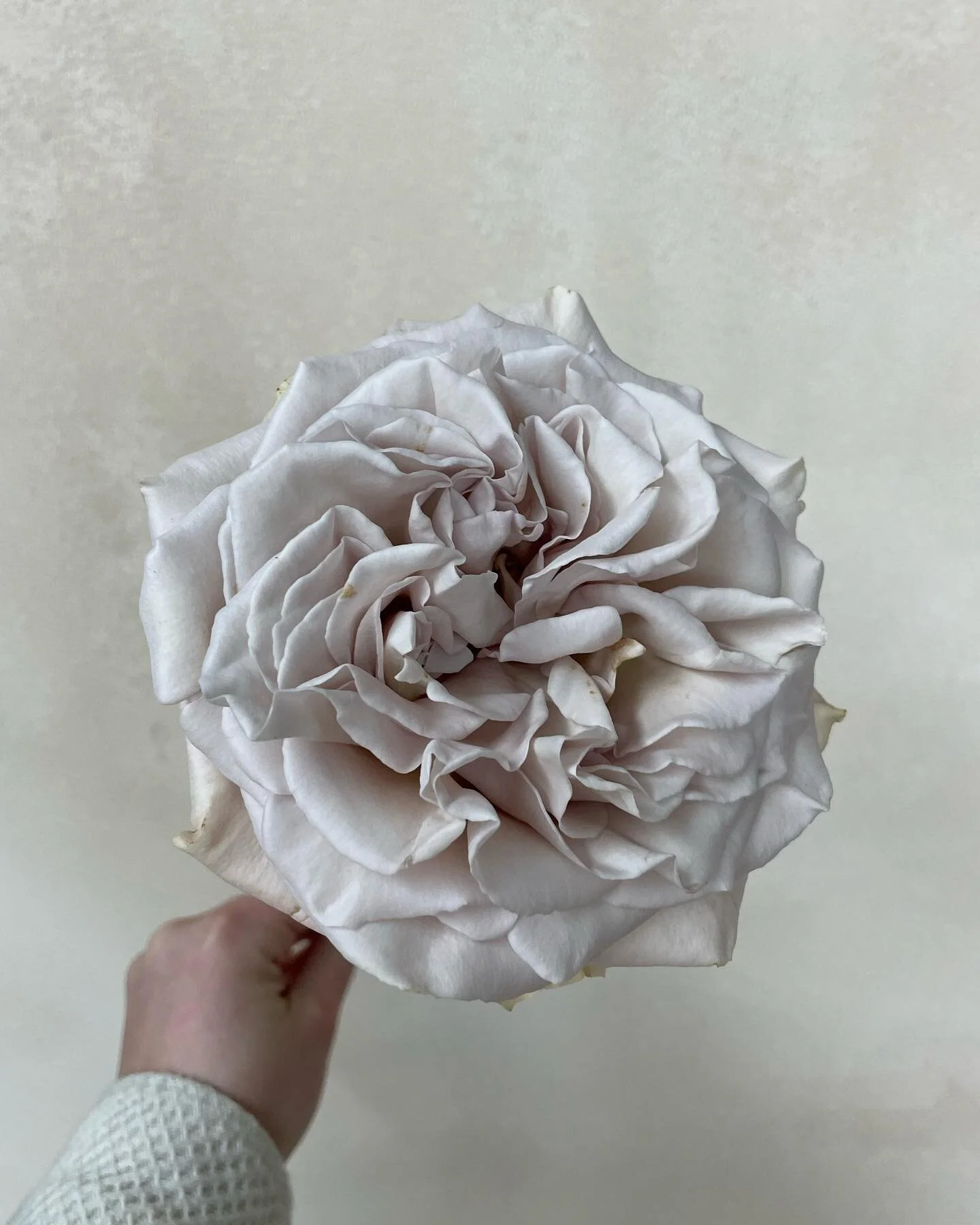 A Monday reminder that we&rsquo;re super flexible with changes to your floral designs. 💫

Lock your date in with a retainer payment and signed contract. 

We can finalize the details later. Most couples book 6-12 months out so we don&rsquo;t expect 