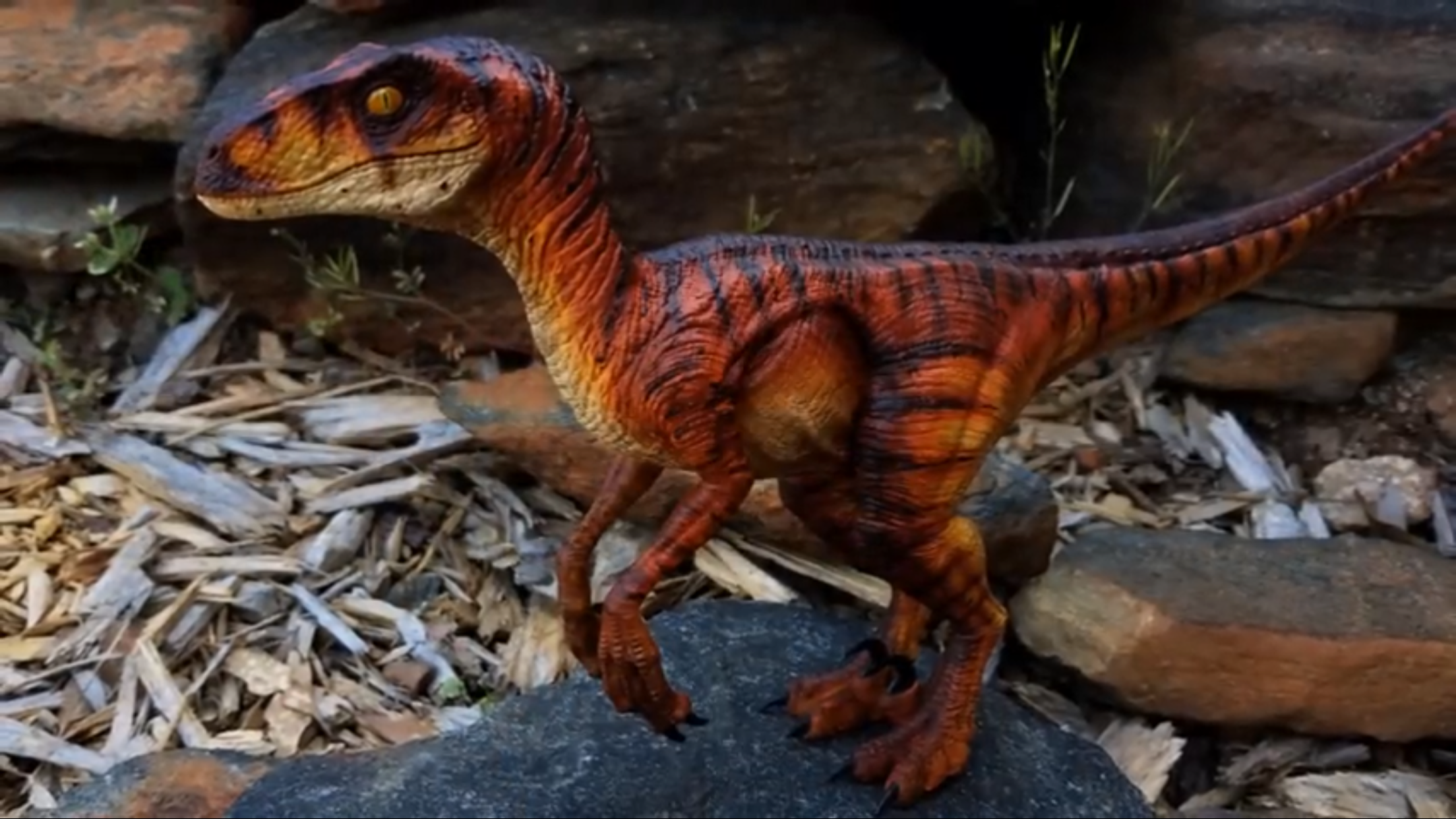 Details about   4D Vision Dinosaur Raptor Velociraptor Display Model Kit  