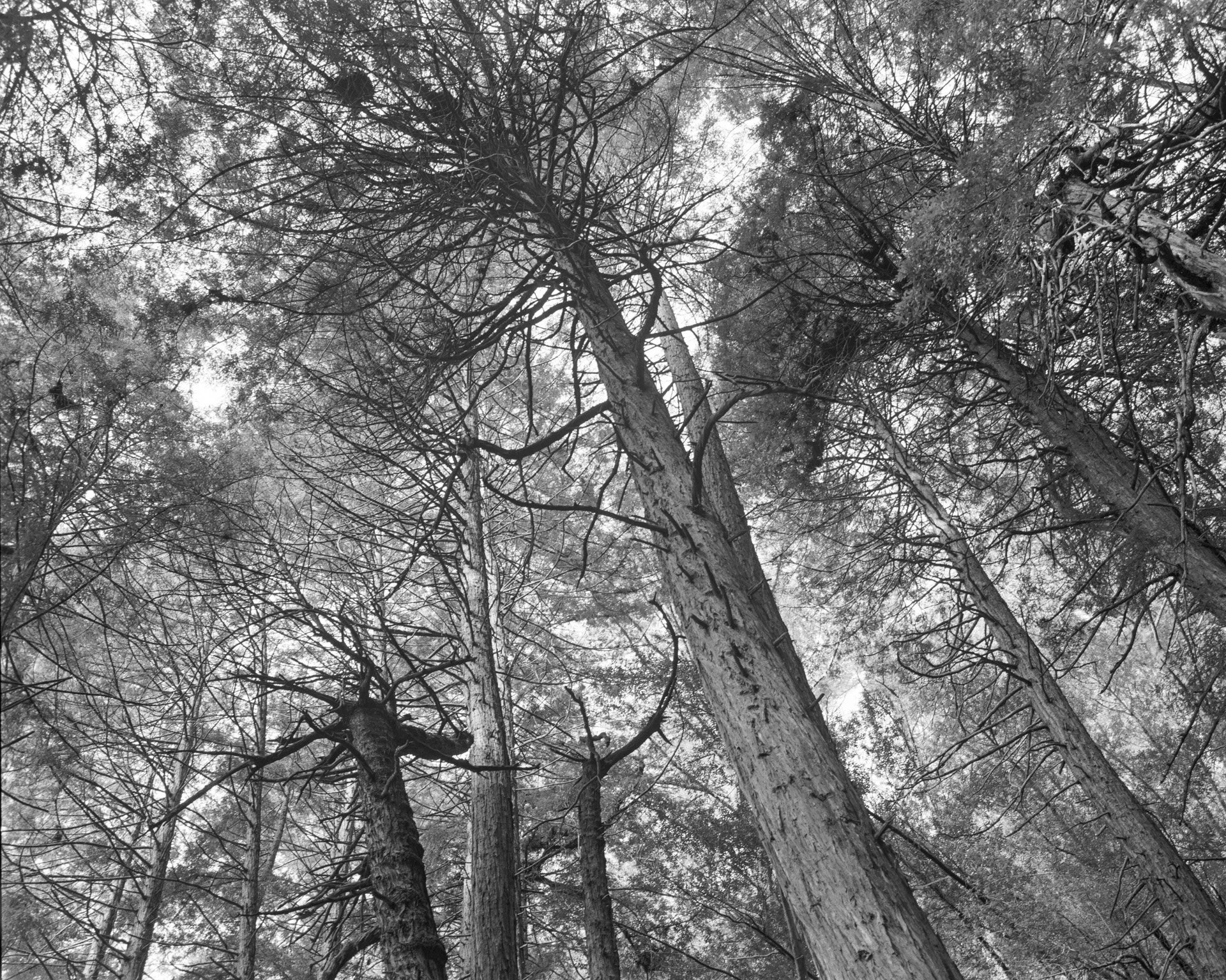 Coolscan9k-2020-1051.jpg