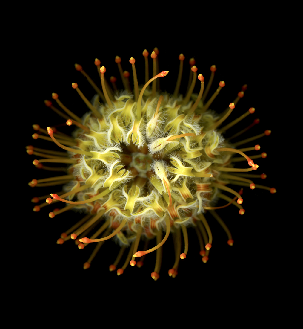 Protea