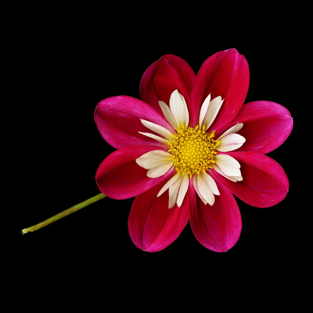 Red & White Flower