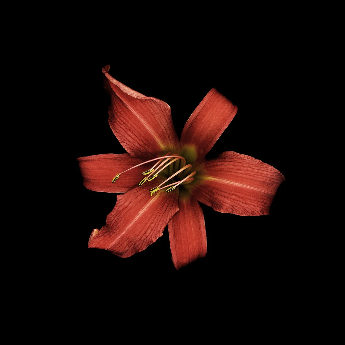 Rosa Lilium