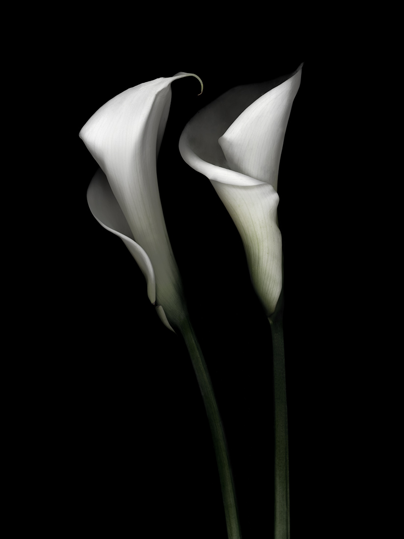 Lilies