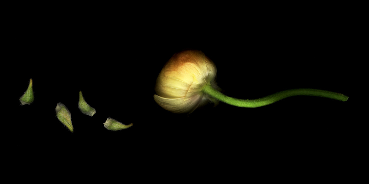Peonia with Petals