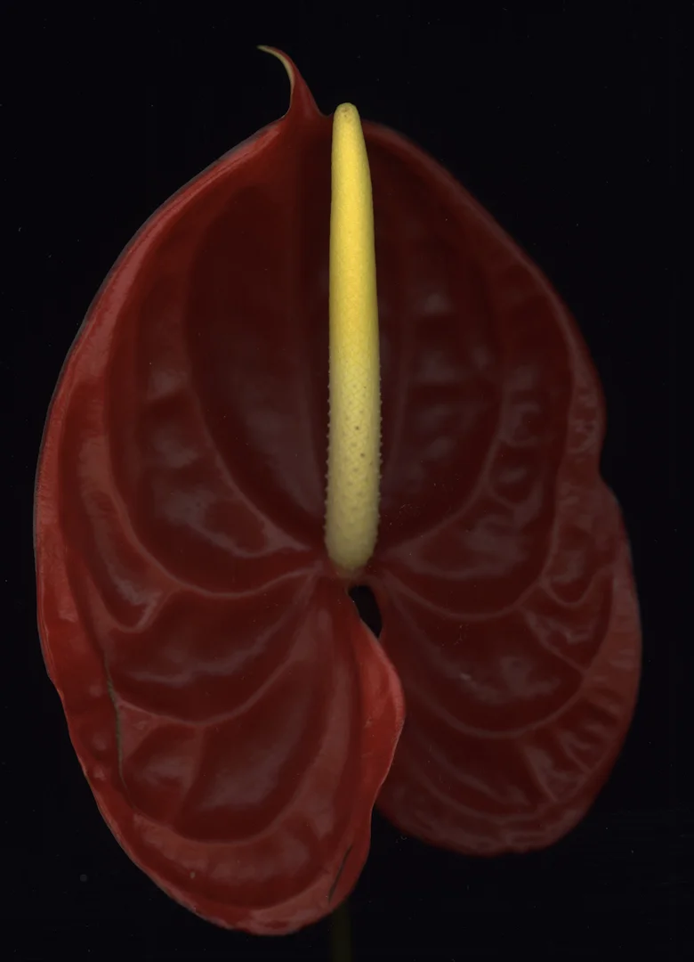 Anthurium